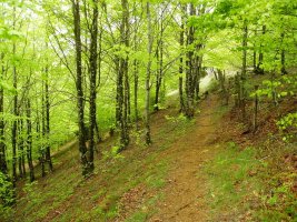 Eskuñeta eta Otsaberri arteko bidea