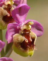 Ophrys tenthredinifera