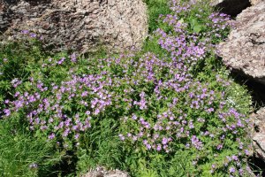 Landare multzo handi bat, harkaitz artean.