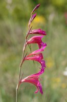 Gladiolus illyricus
