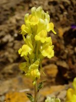 Linaria pyrenaica