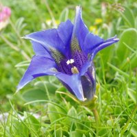 Gentiana generoko lore bat