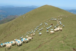 Ardiak, artzainarengandik ihesi seguraski