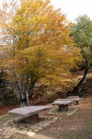 Txoko polita, Mendebaldeko bizkarreko basoan