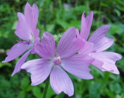 Malva moschata
