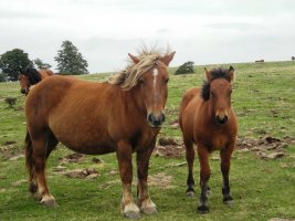 Zaldiak  Lerdengibelen