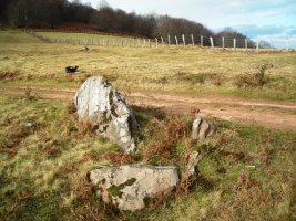 Berdaritzeko  trikuharria