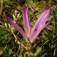 Askari-lorea (merendera montana)