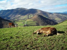 Abartan , Bailegiko lepotik ikusita