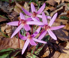 Erythronium dens-canis