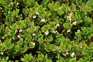 Azeri mahatsa (Arctostaphylos uva-ursi)