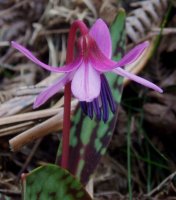 Erythronium dens-canis