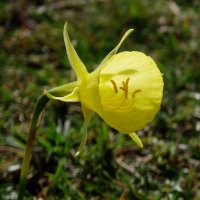 Narcissus bulbocodium