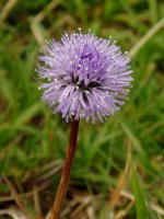 Globularia nudicaulis