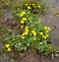 Caltha palustris, habitat egokian.