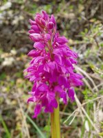 Orchis mascula