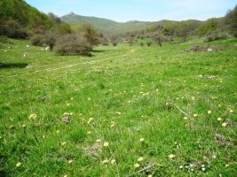 Ata bailara ikusgarria