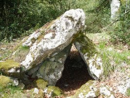 Seakoain hegoko  trikuharria