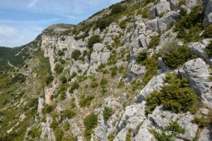 Harresia gainditzen duen bidetik