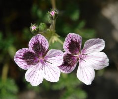 Erodium glandulosum