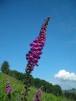 Kukuprakak  (digitalis purpurea)