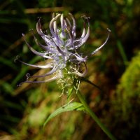 Phyteuma generoko lore bat