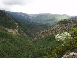 Toboko sakanaren panoramika