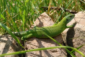 Muskerra, Narbarteko bide bazter batean