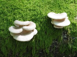 Honddoak pago enborrean