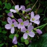 Xanpora (Cardamine pratensis)