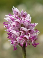 Orchis simia