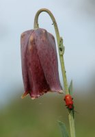 Fritillaria nigra, & cia