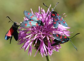 Lau tximeleta lore berean