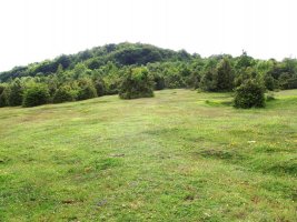 Mendigilgo belardiak