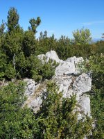 Tontorra, ezpel artean izkutatuta