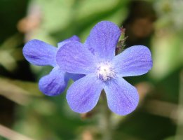 Anchusa italica