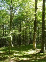 Zelane lepoaren gaineko basoa