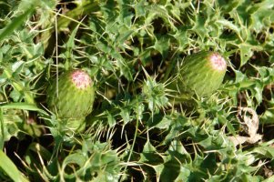 Zabaldu gabeko loreak