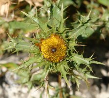 Zabaltzen ari den lorea