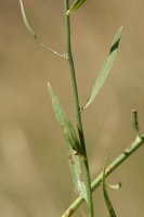 Zurtoina eta hostoak