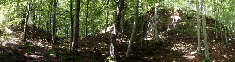 Lantzeko bideko basoa