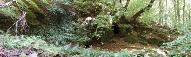 Basoko bidearen ondoko harpea