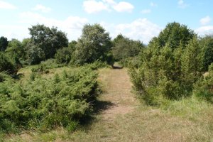 Tontorrerako bidea azken txanpan