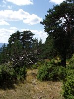 Puntatxamarreko bidean