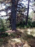 Puntatxamarreko gailurra