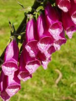 Kuku-praka (Digitalis purpurea purpurea)