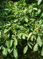 Hostoak eta fruituak