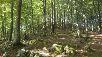 Tontorra basoaren mendean