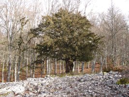 Otsoportilloko hagin monumentala