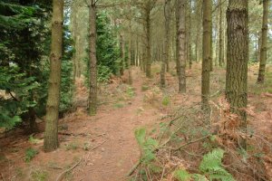 Besaide aldeko bizkarreko bidea